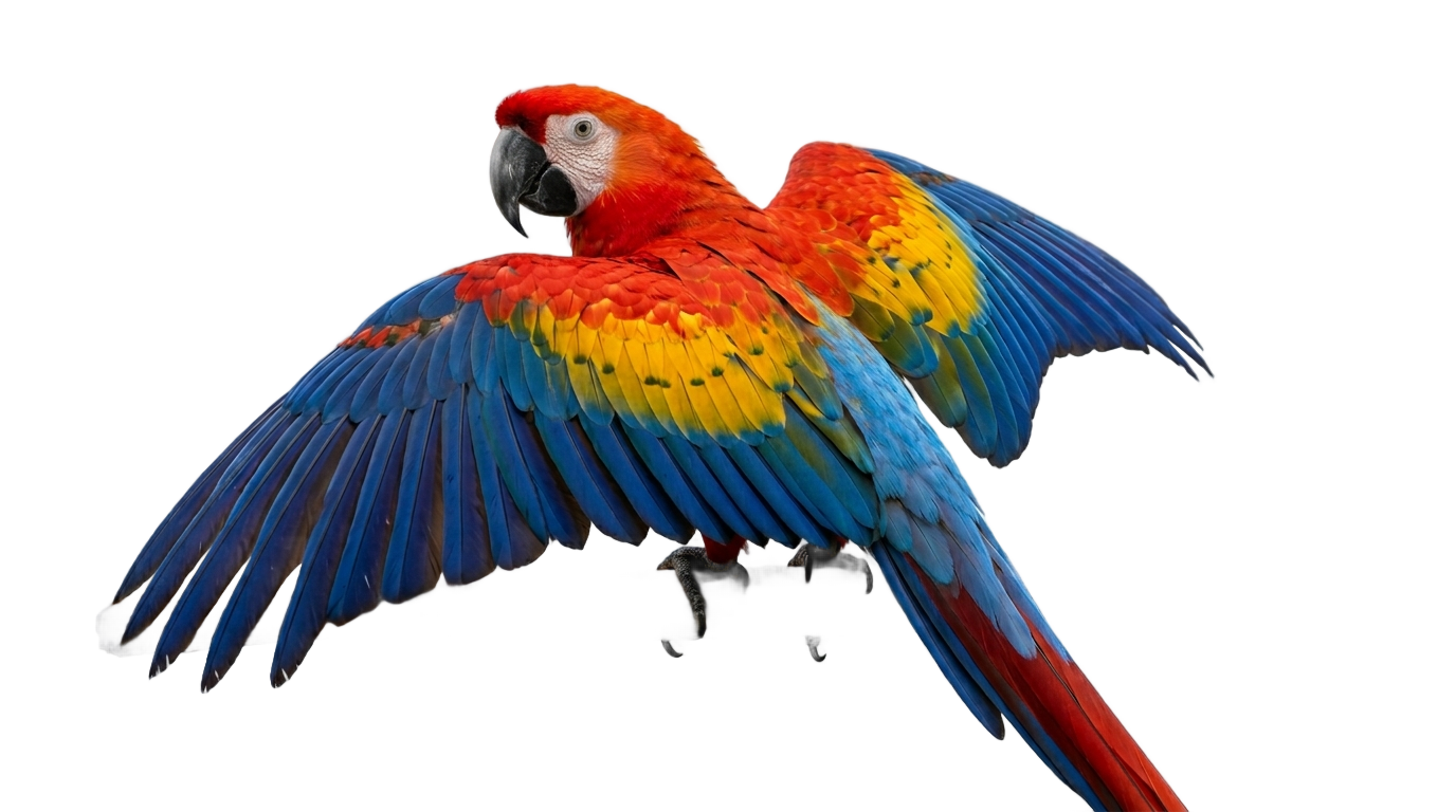 parrot png gif PNG transparent background