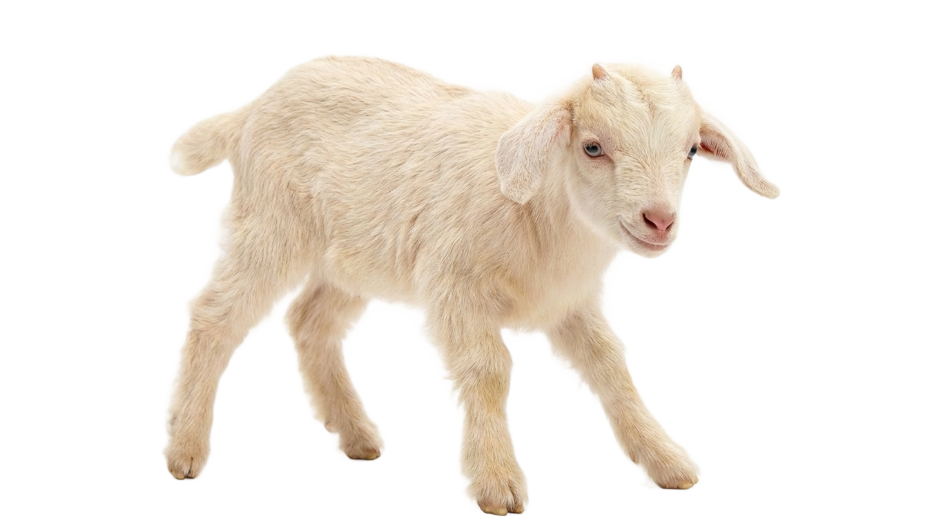 goat kid png PNG transparent background