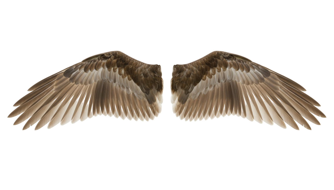 bird wings png PNG transparent background