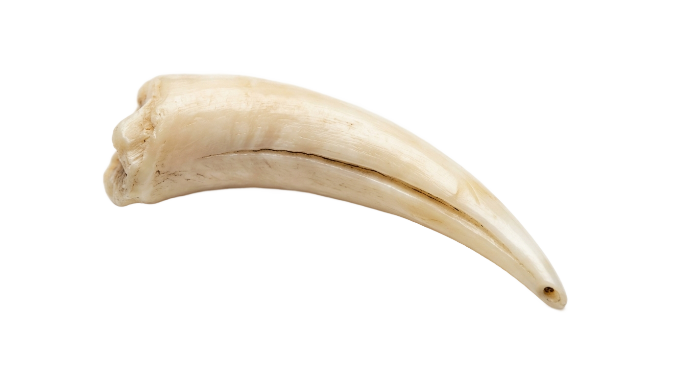 snake fang png PNG transparent background