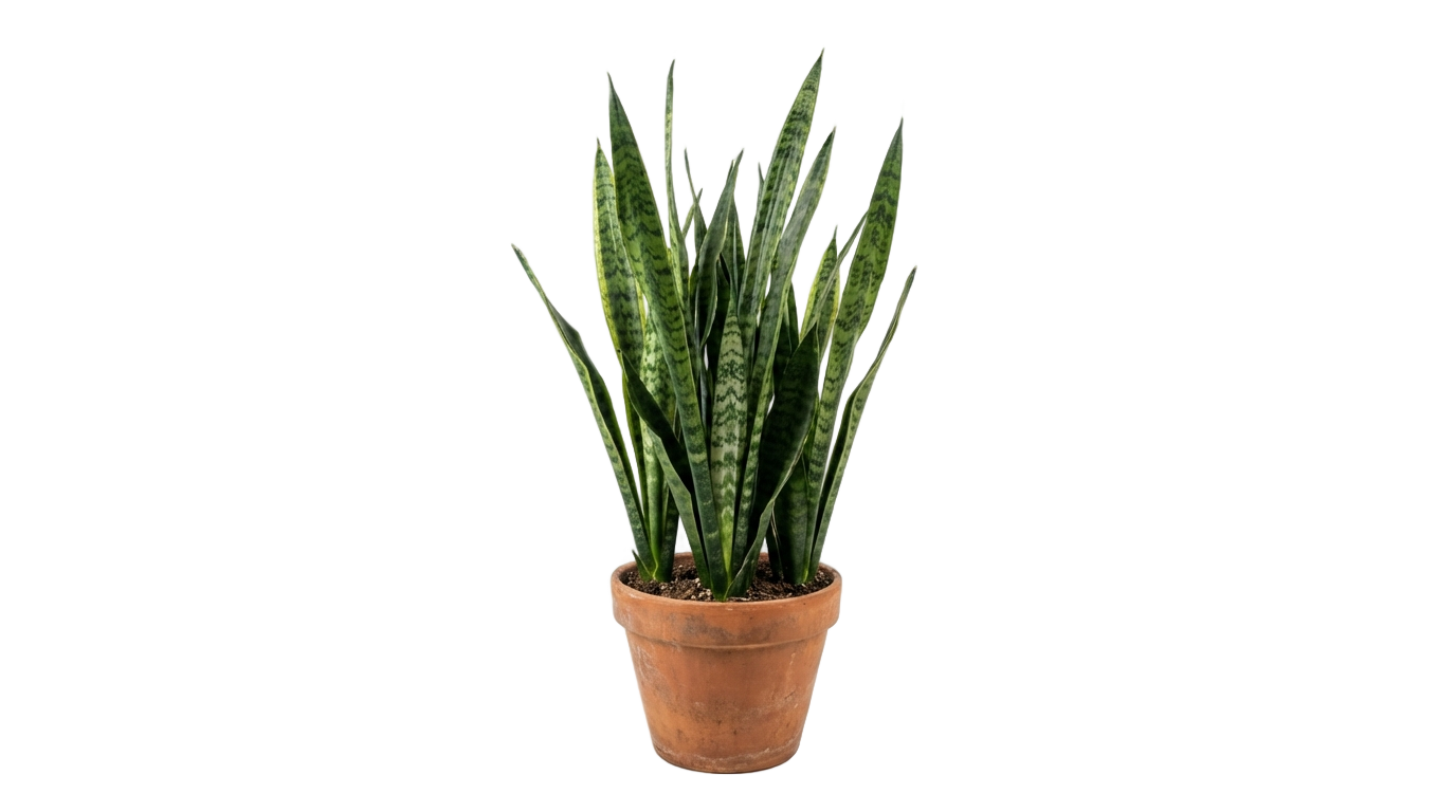 snake plant png PNG transparent background