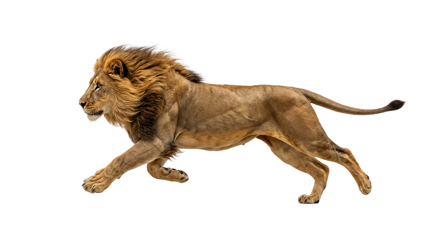 running lion gif png PNG transparent background
