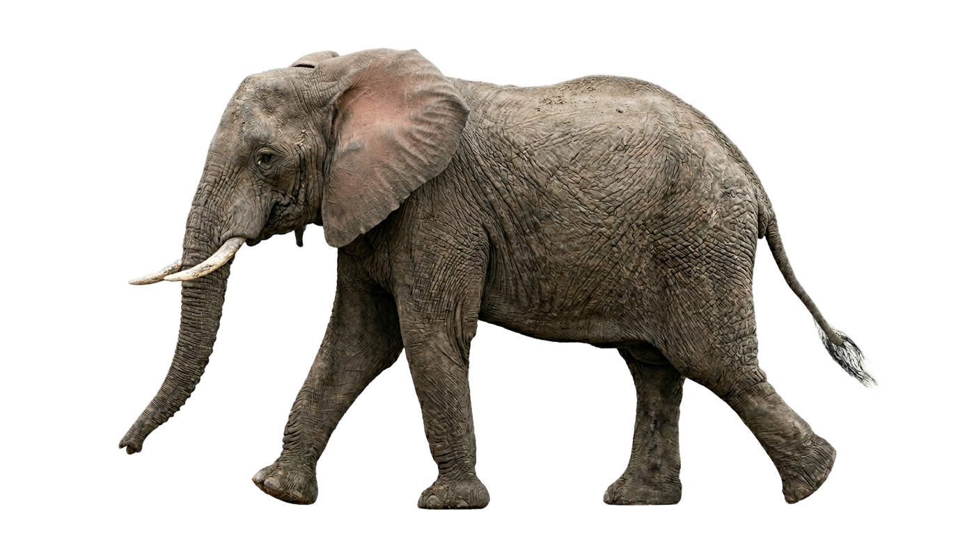 elephant walking gif png PNG transparent background
