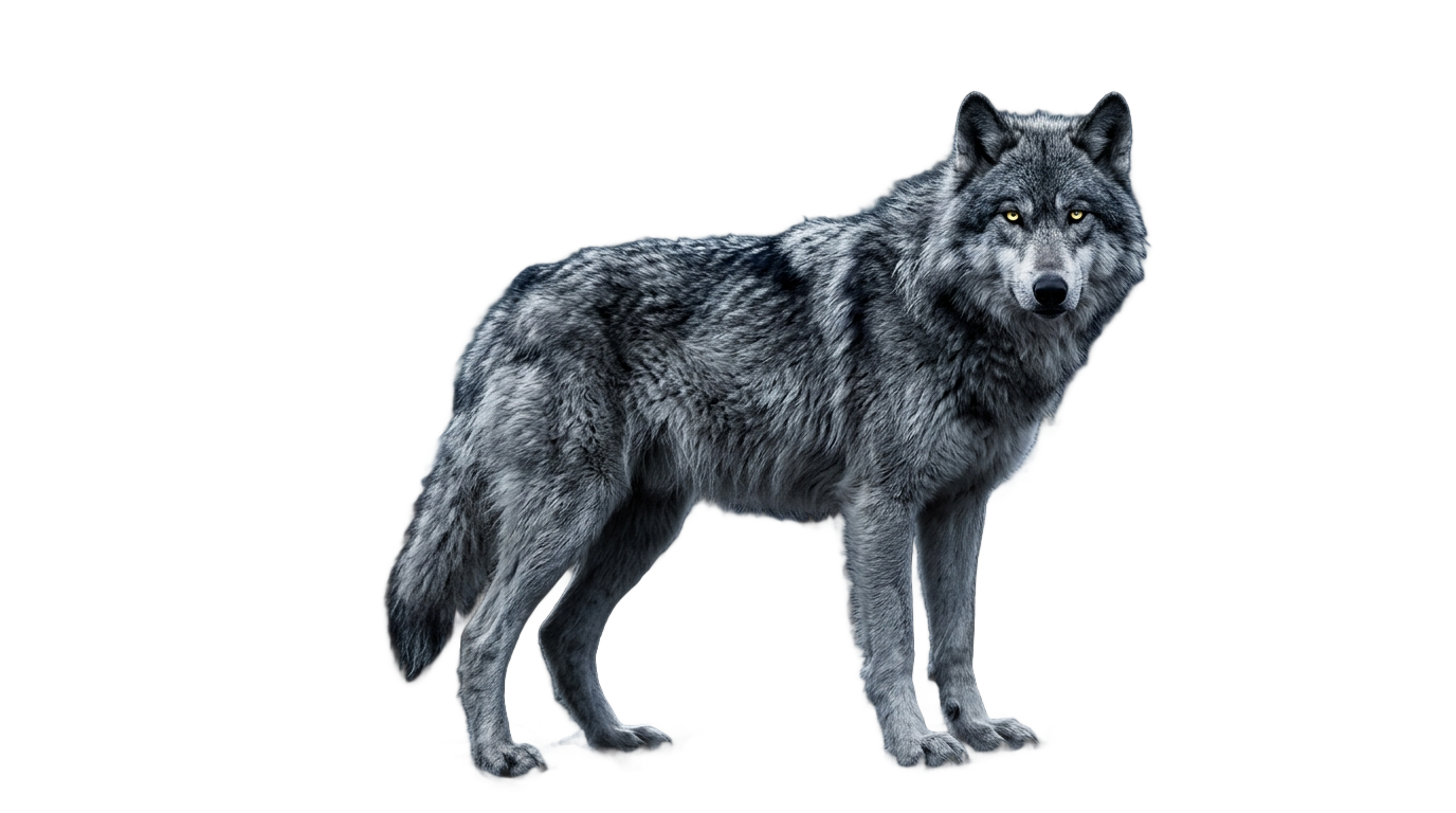 wolf 99 nights in the forest png PNG transparent background