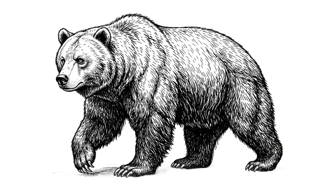 bear png black and white PNG transparent background