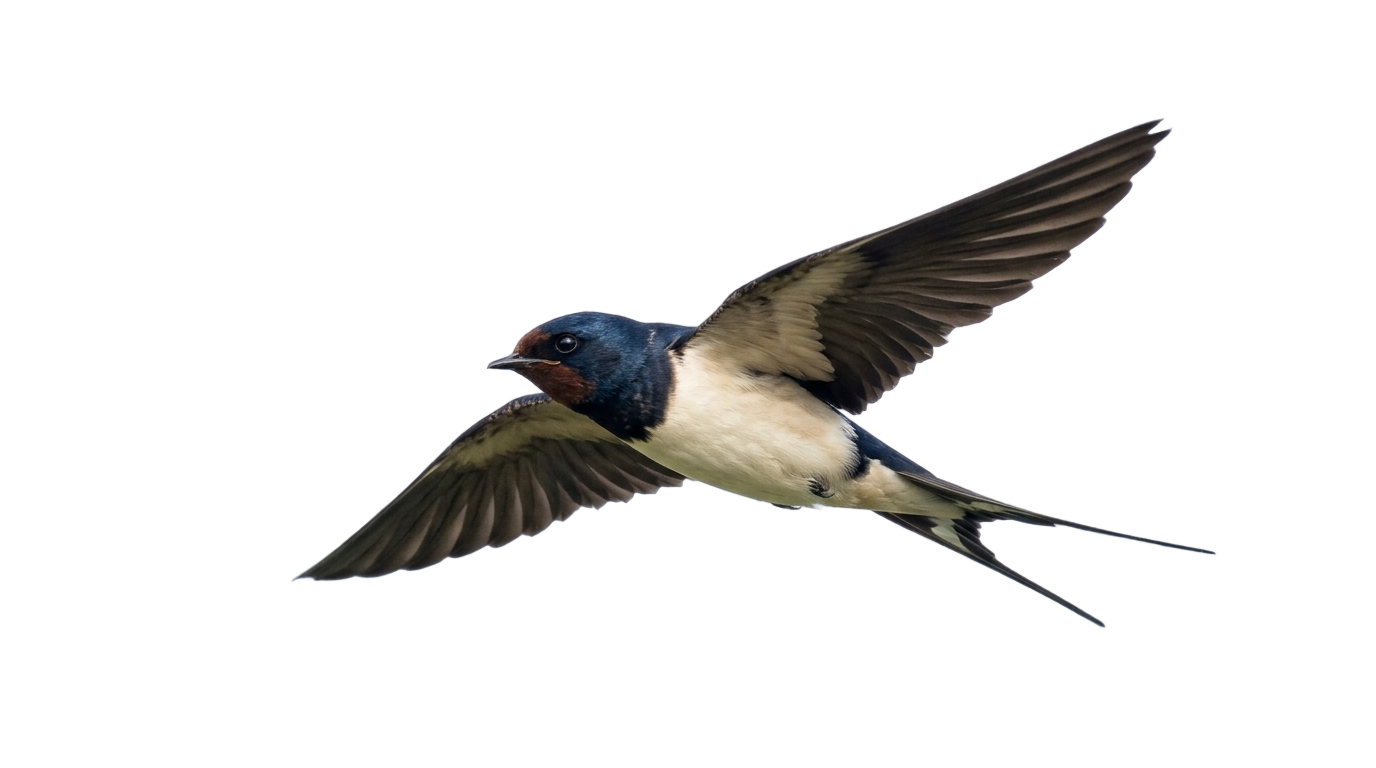 swallow bird png PNG transparent background