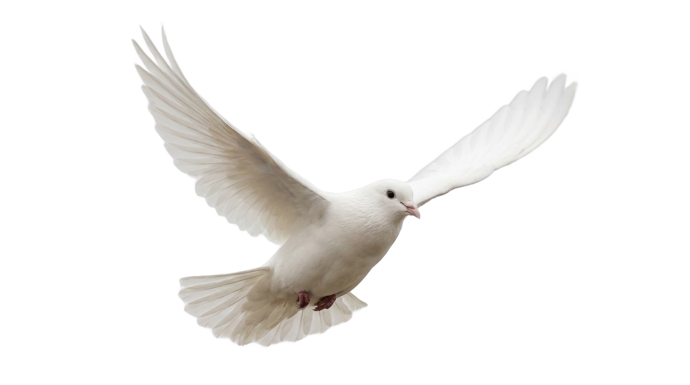 dove bird png PNG transparent background