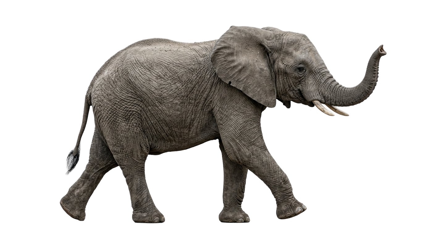 elephant walking png PNG transparent background