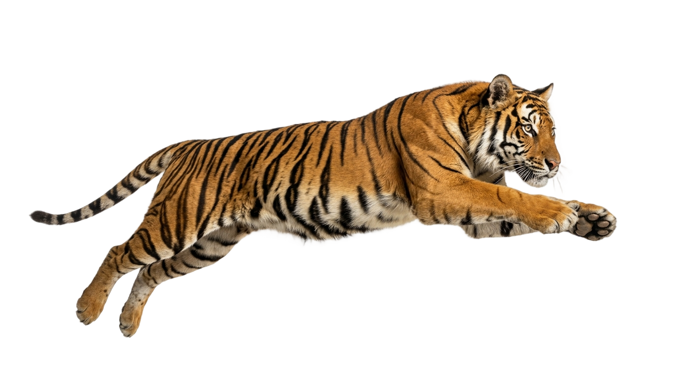 tiger jump png PNG transparent background
