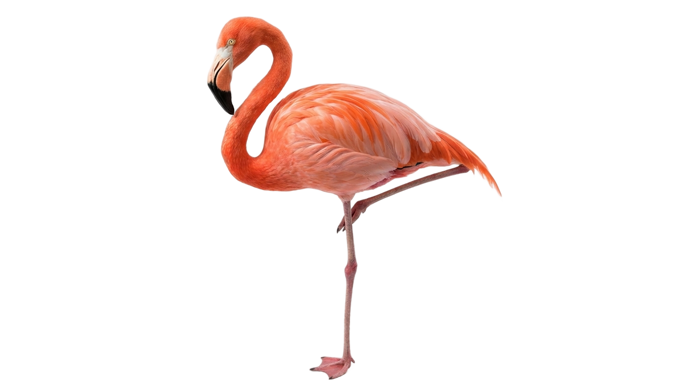 pink flamingo png PNG transparent background