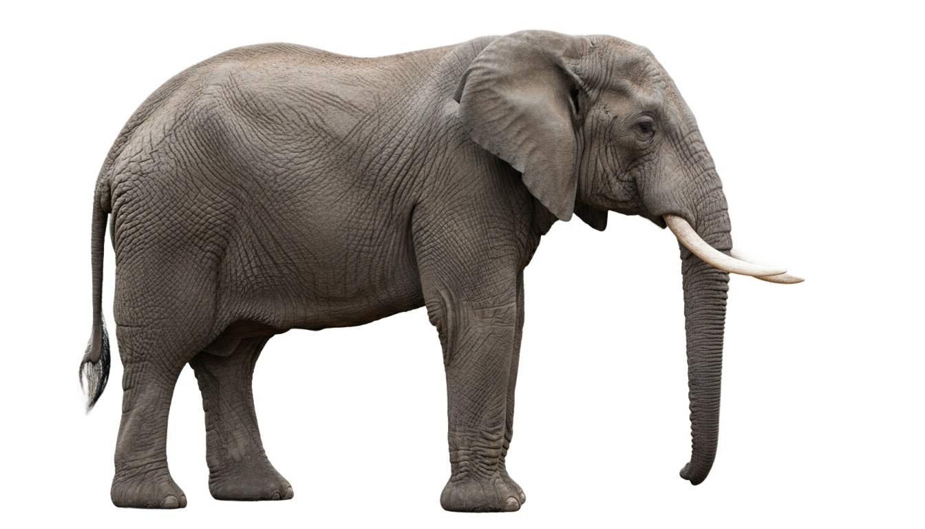 african bush elephant png PNG transparent background