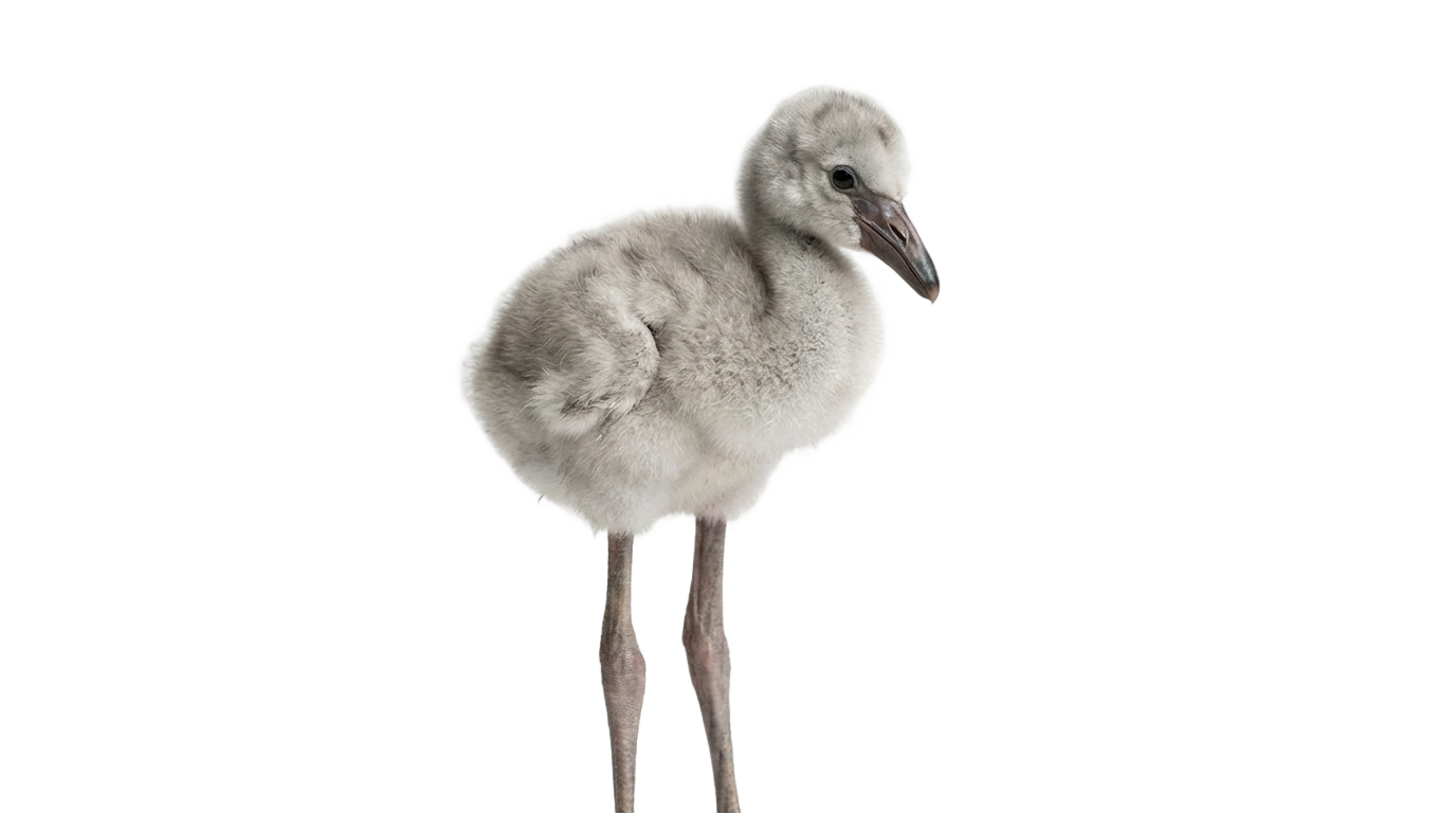 baby flamingo png PNG transparent background