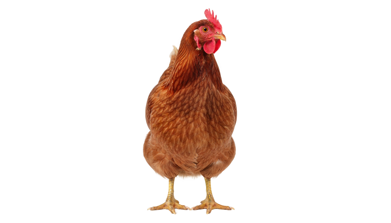 chicken hen png PNG transparent background