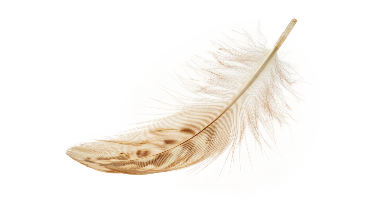 chicken feather png PNG transparent background