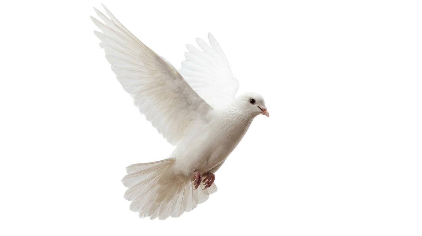dove bird png PNG transparent background