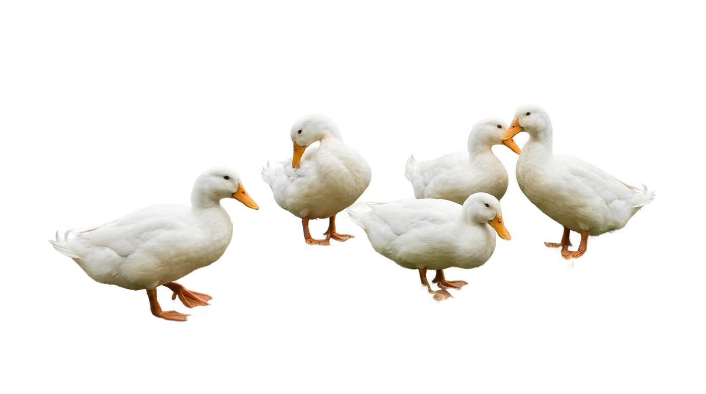 duck farming in png PNG transparent background