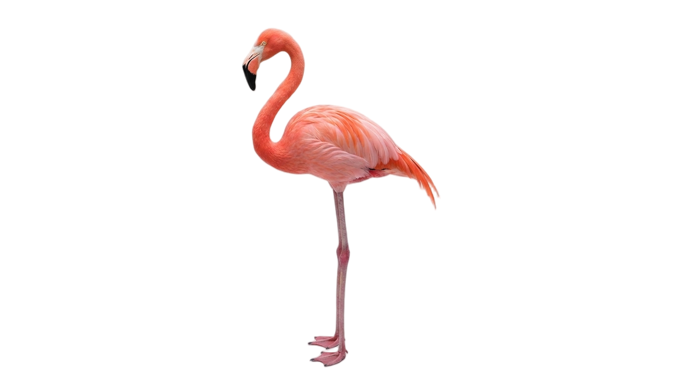 flamingo clip art png PNG transparent background
