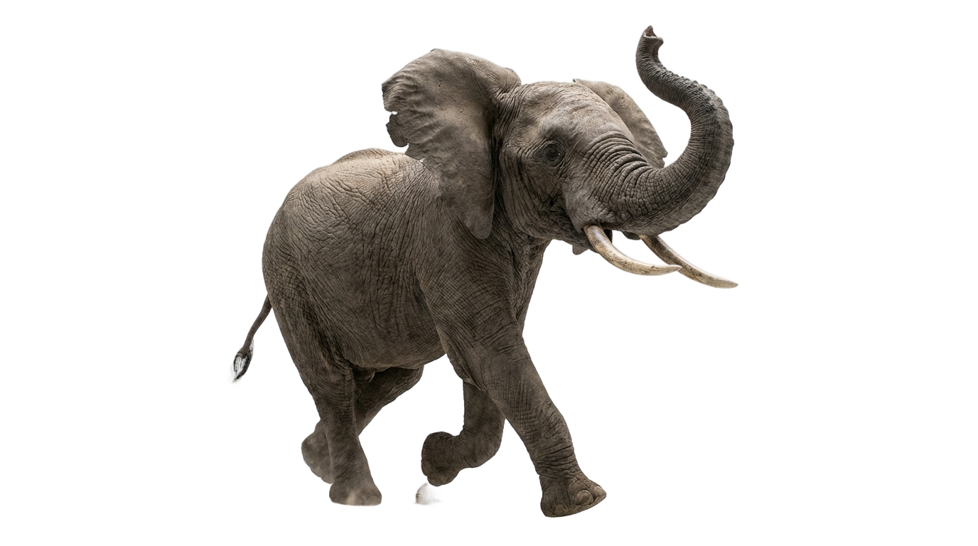 elephant gif png PNG transparent background