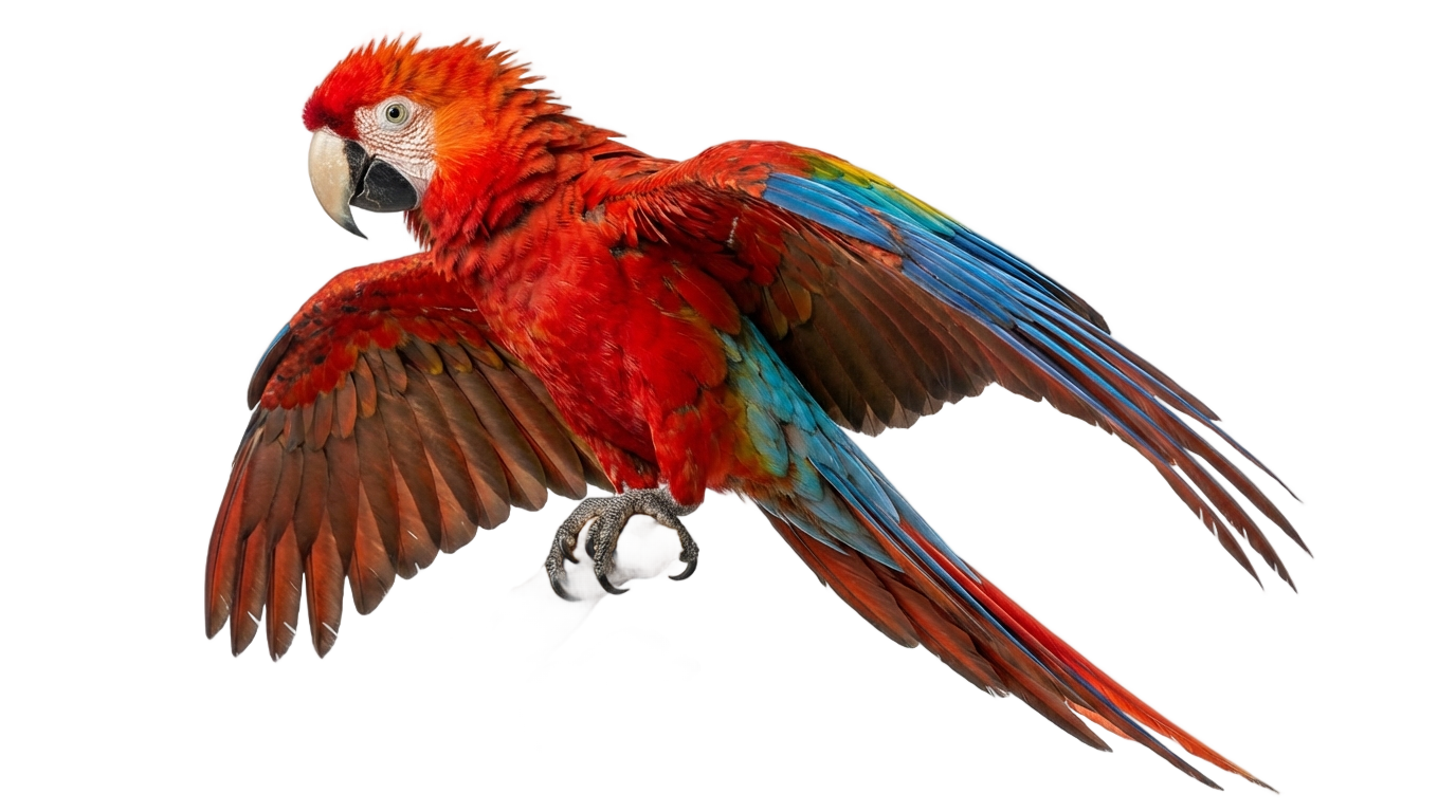 parrot png for photoshop PNG transparent background