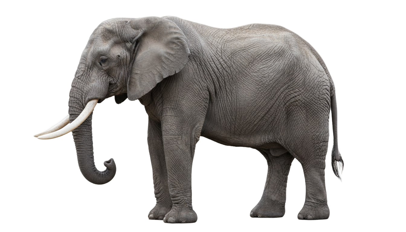 african bush elephant png PNG transparent background