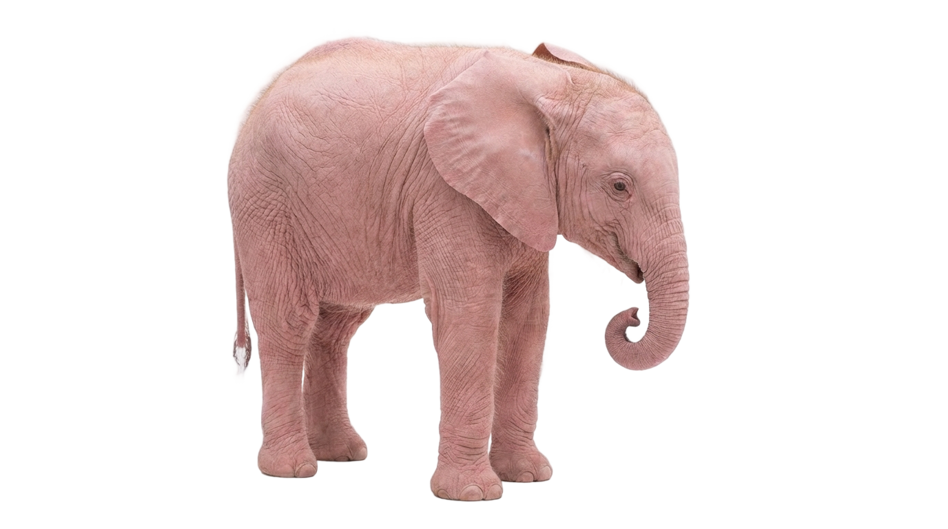 pink baby elephant png PNG transparent background