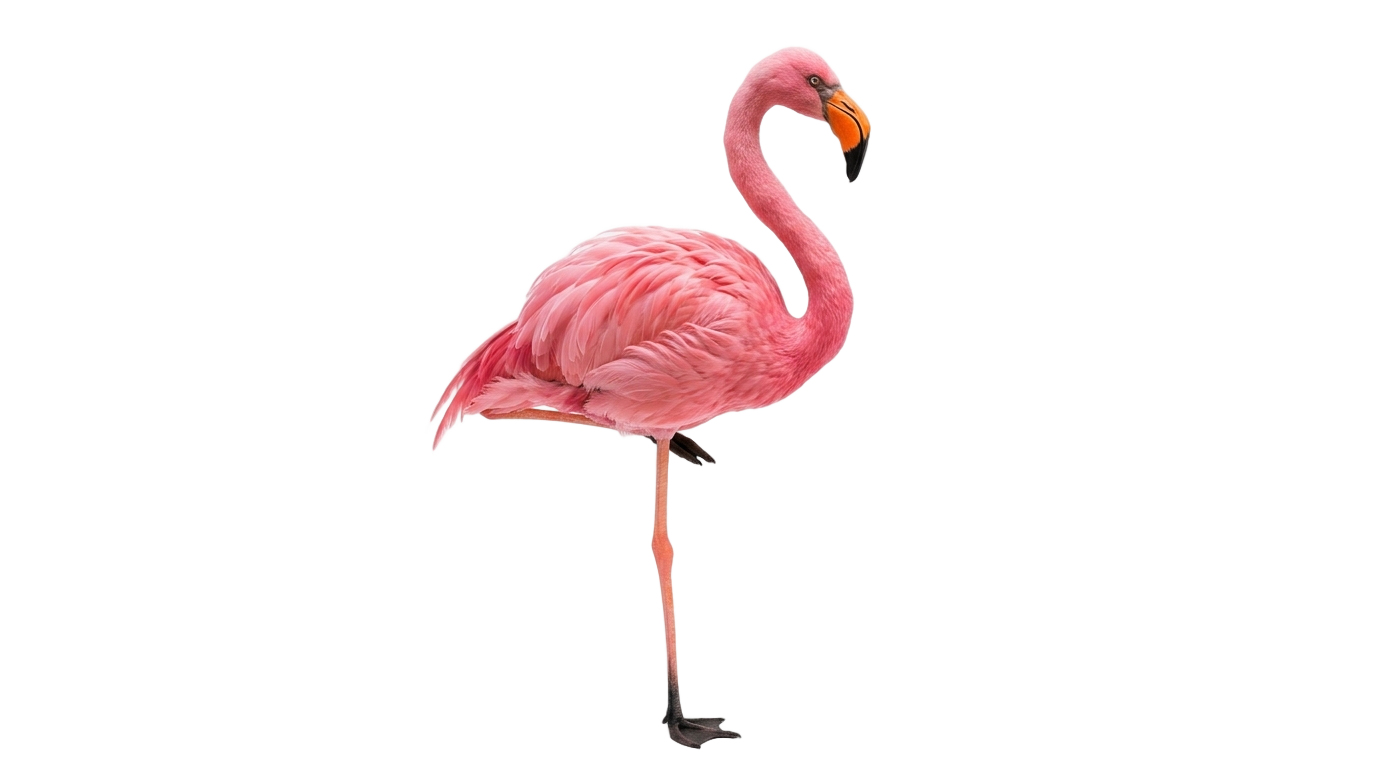 flamingo emoji png PNG transparent background