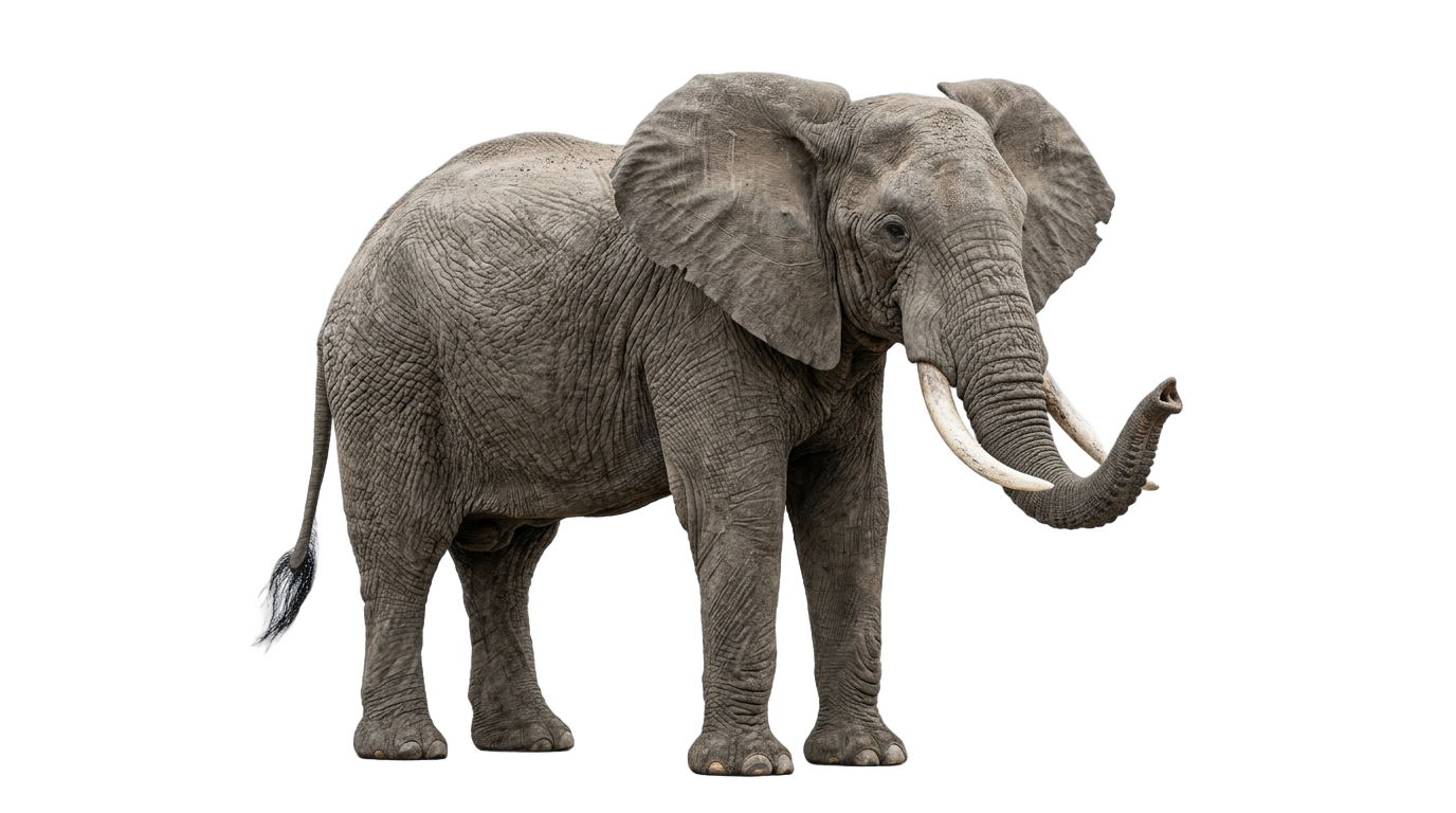 elephant safari png PNG transparent background