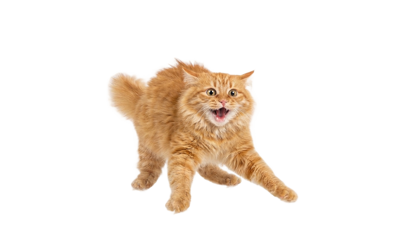funny cat meme png PNG transparent background
