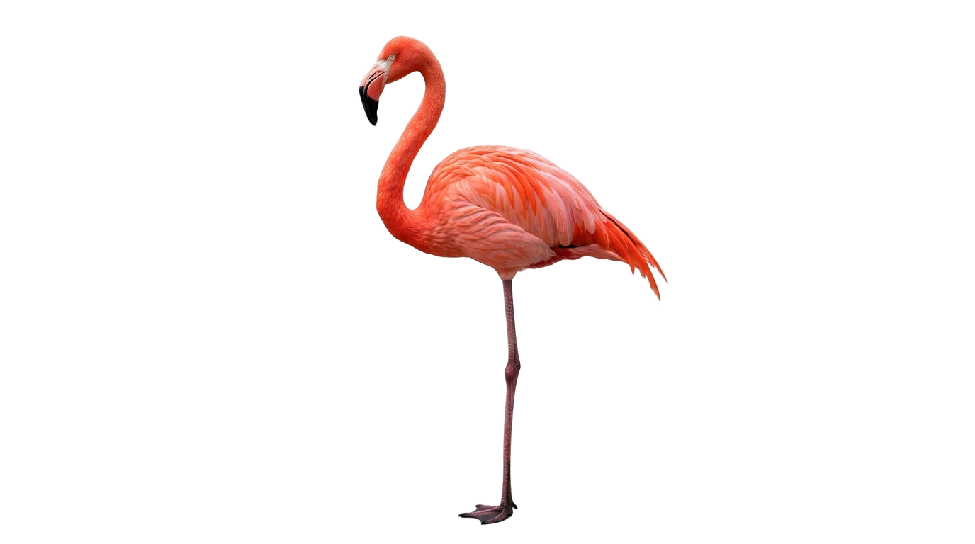 tags flamingo png PNG transparent background