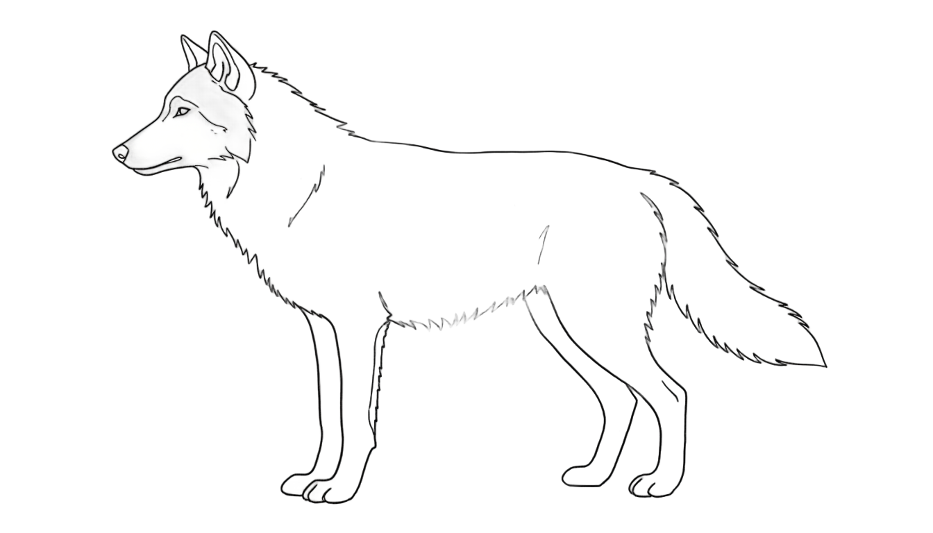wolf outline png PNG transparent background