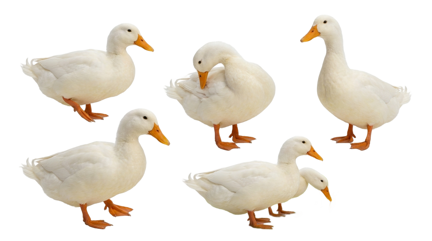 duck farming in png PNG transparent background