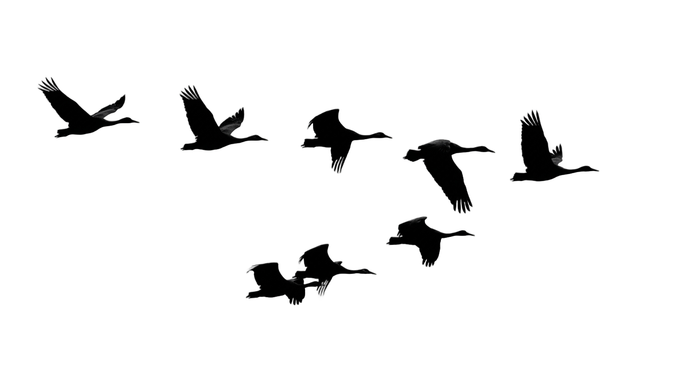 bird flock png PNG transparent background