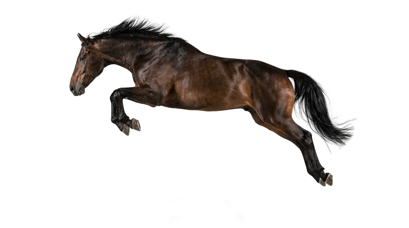 horse jump png PNG transparent background