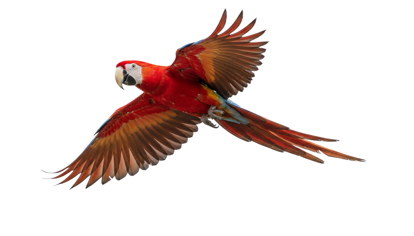 flying parrot png PNG transparent background