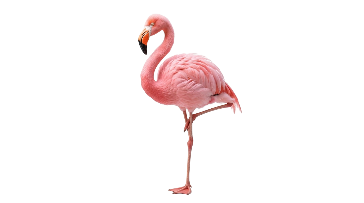flamingo emoji png PNG transparent background