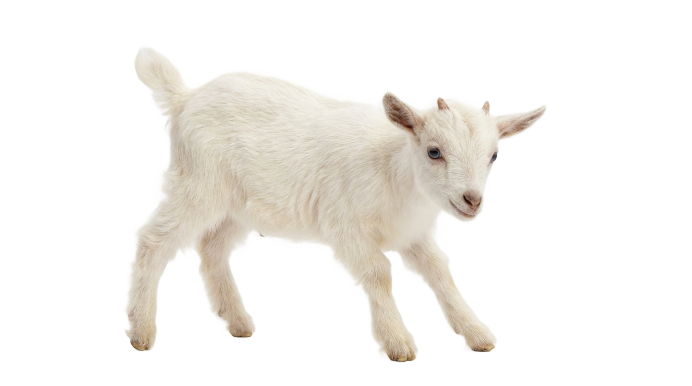 baby goat png PNG transparent background