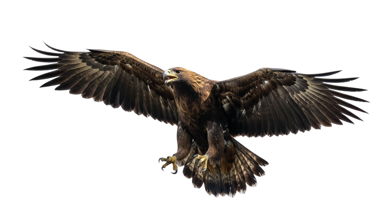 flying eagle silhouette png PNG transparent background