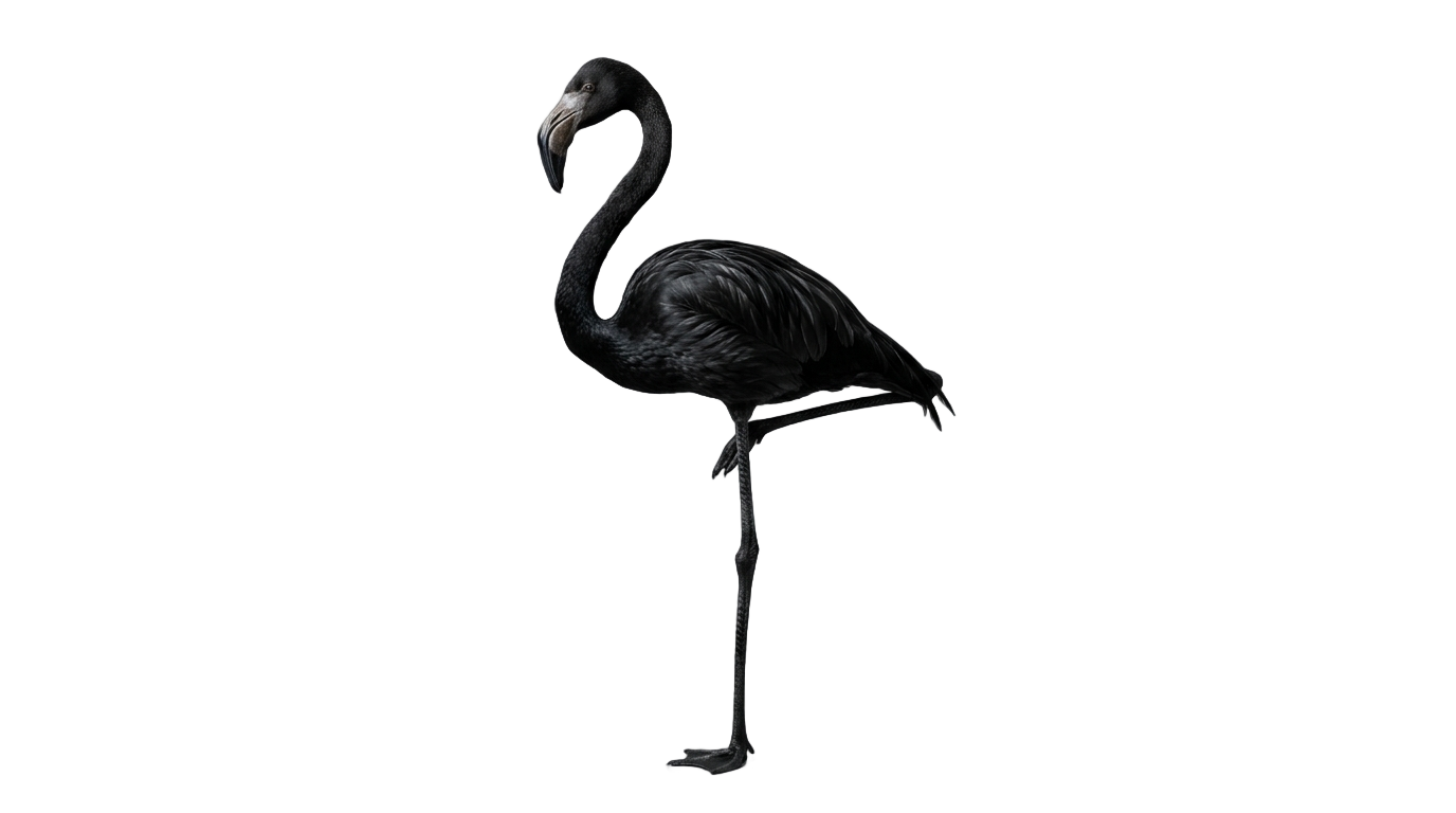 black flamingo png PNG transparent background