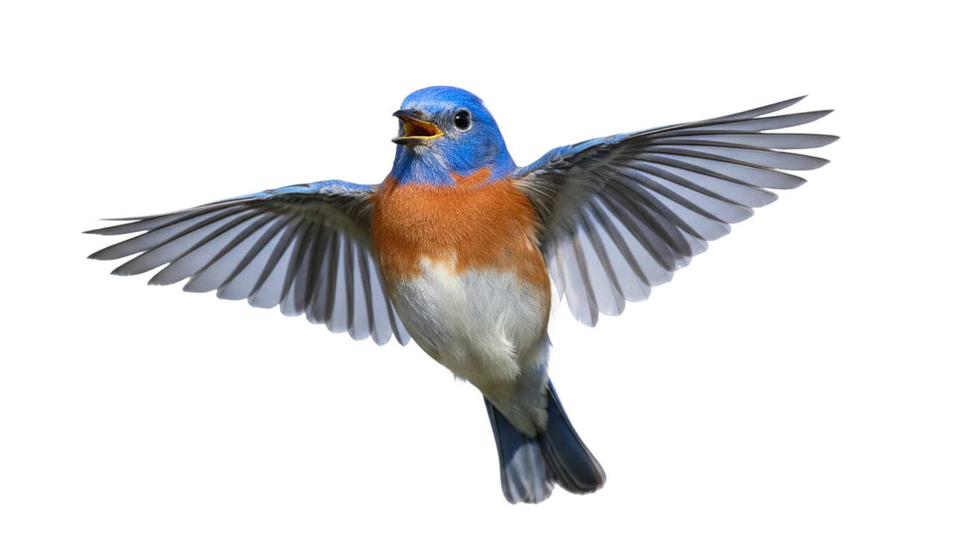 cinderella bird png PNG transparent background