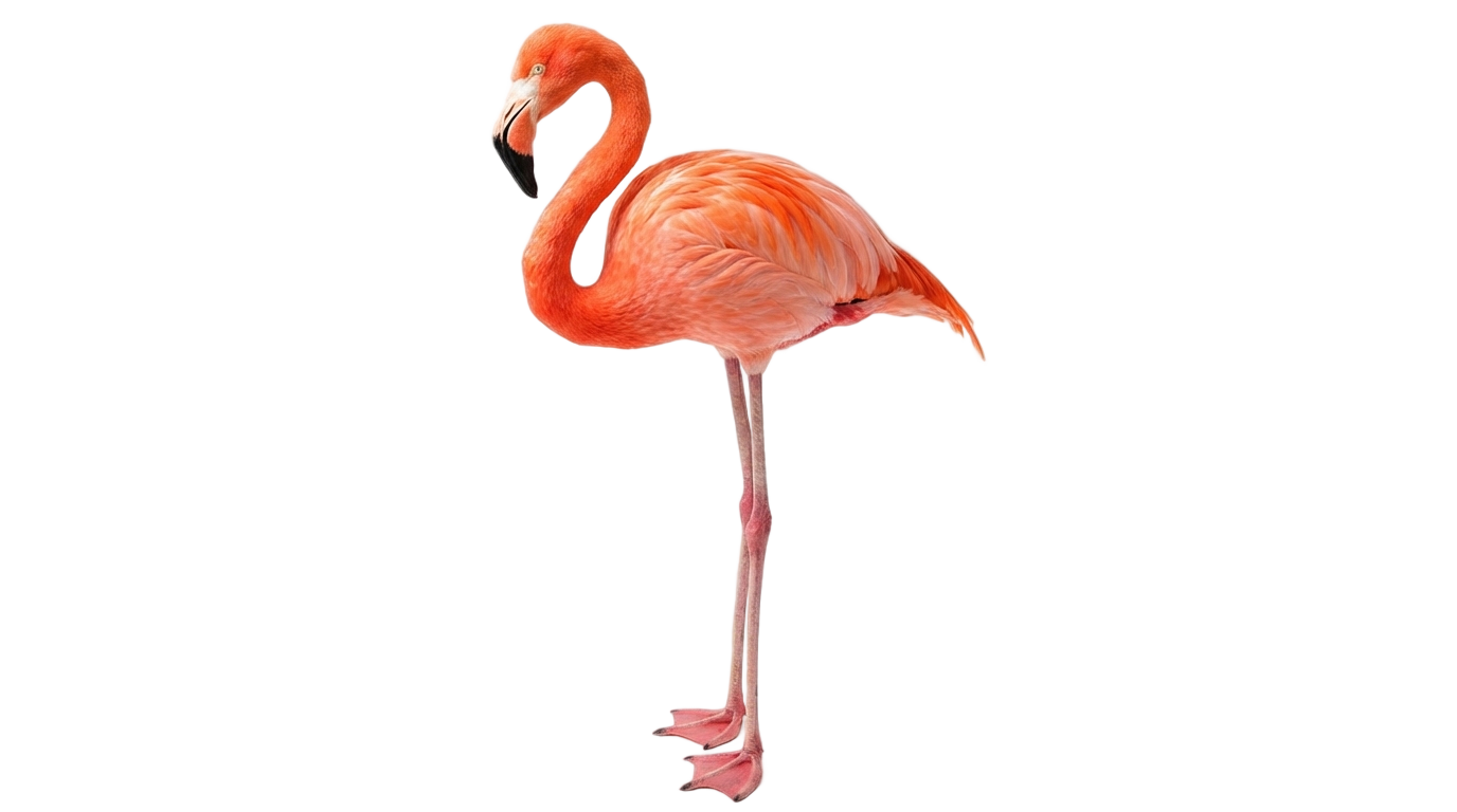 pink flamingo png PNG transparent background