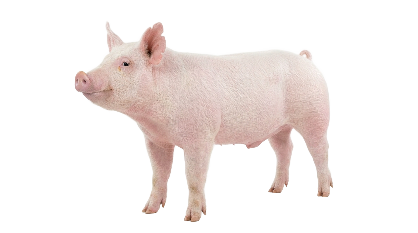 show pig png PNG transparent background
