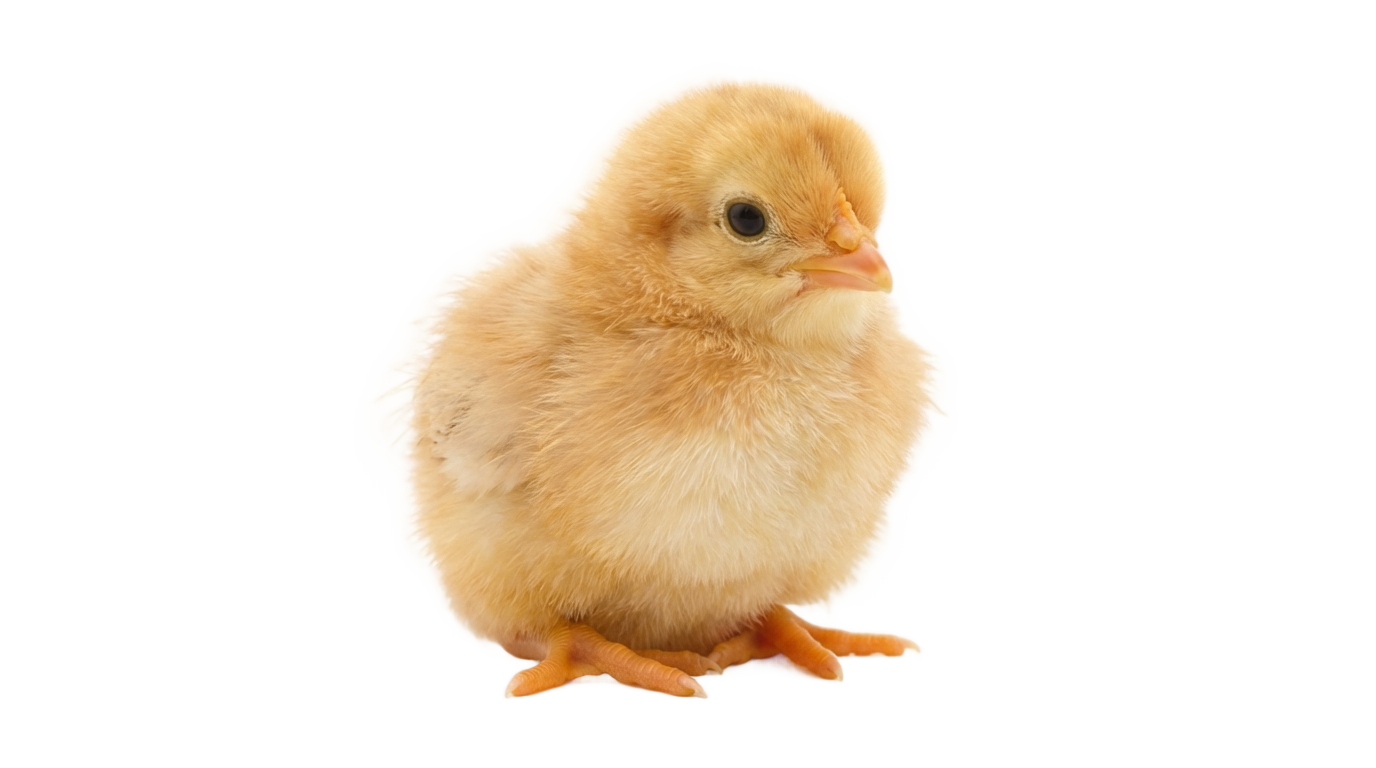 cute chicken png PNG transparent background