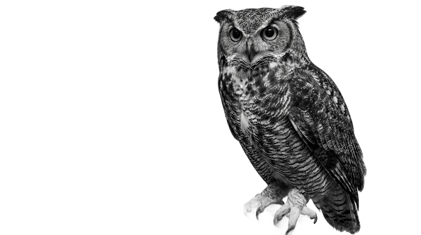 owl png black and white PNG transparent background