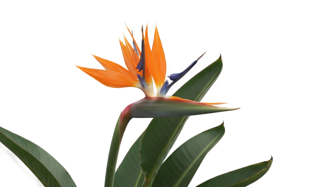 bird of paradise flower png PNG transparent background