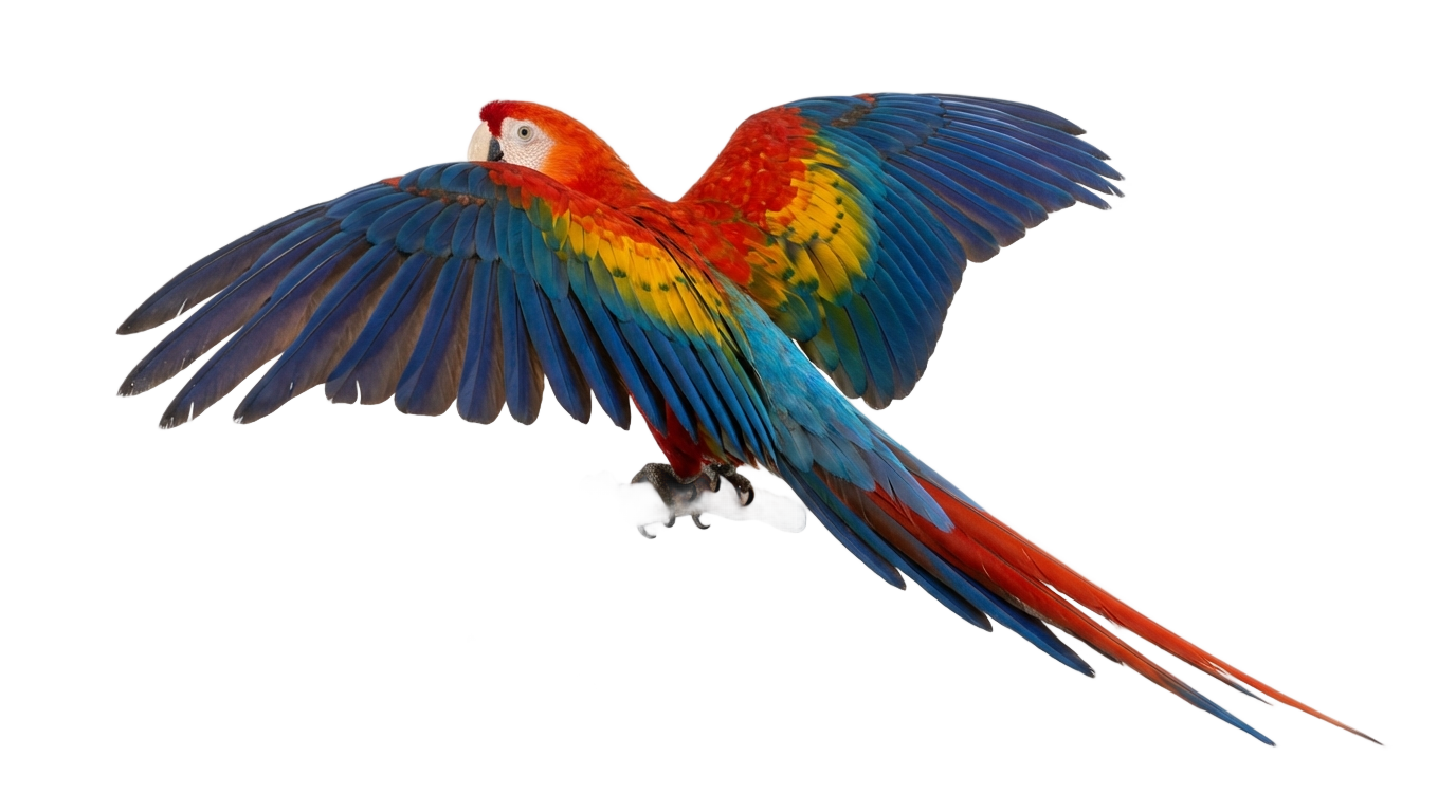 tropical parrot m1887 png PNG transparent background