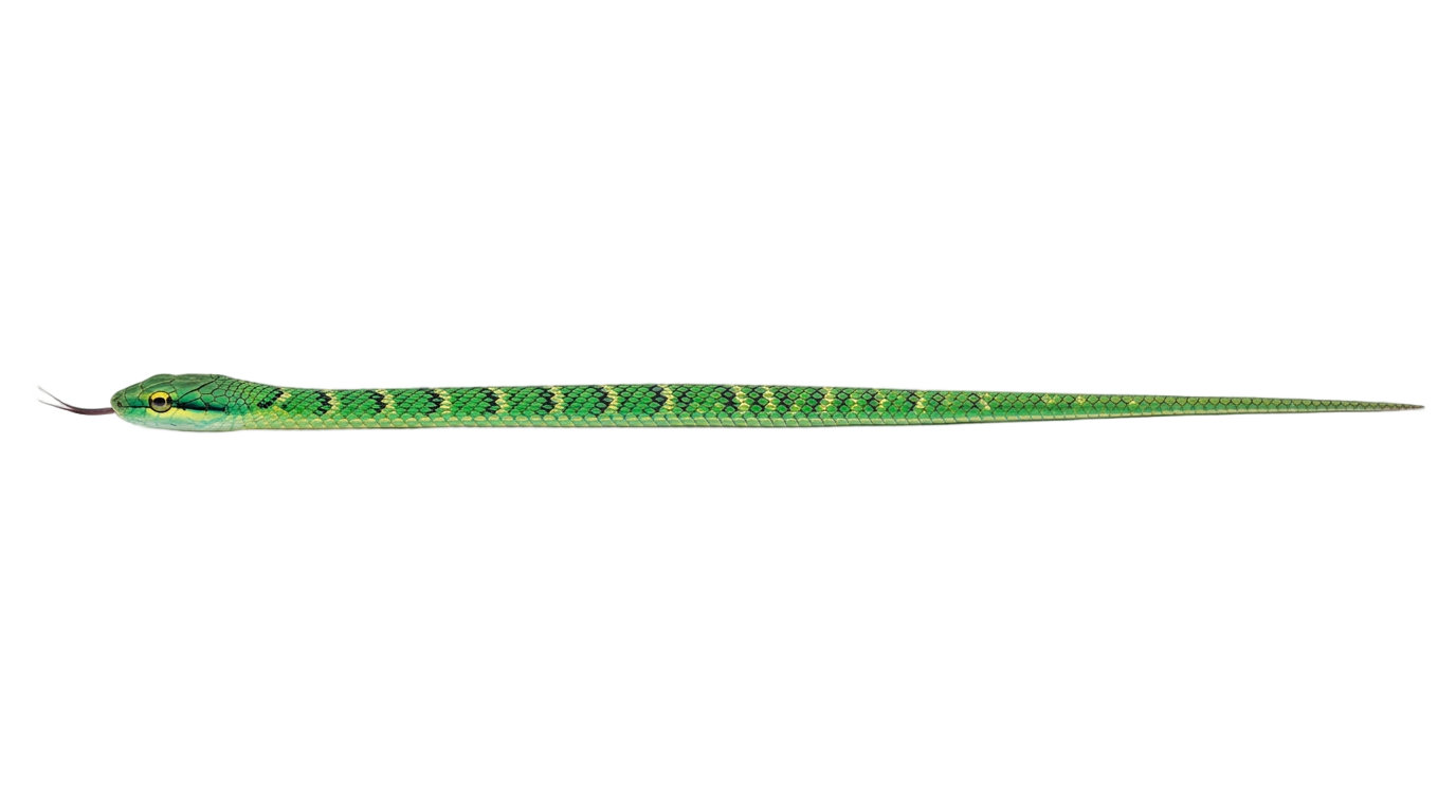 straight snake png PNG transparent background