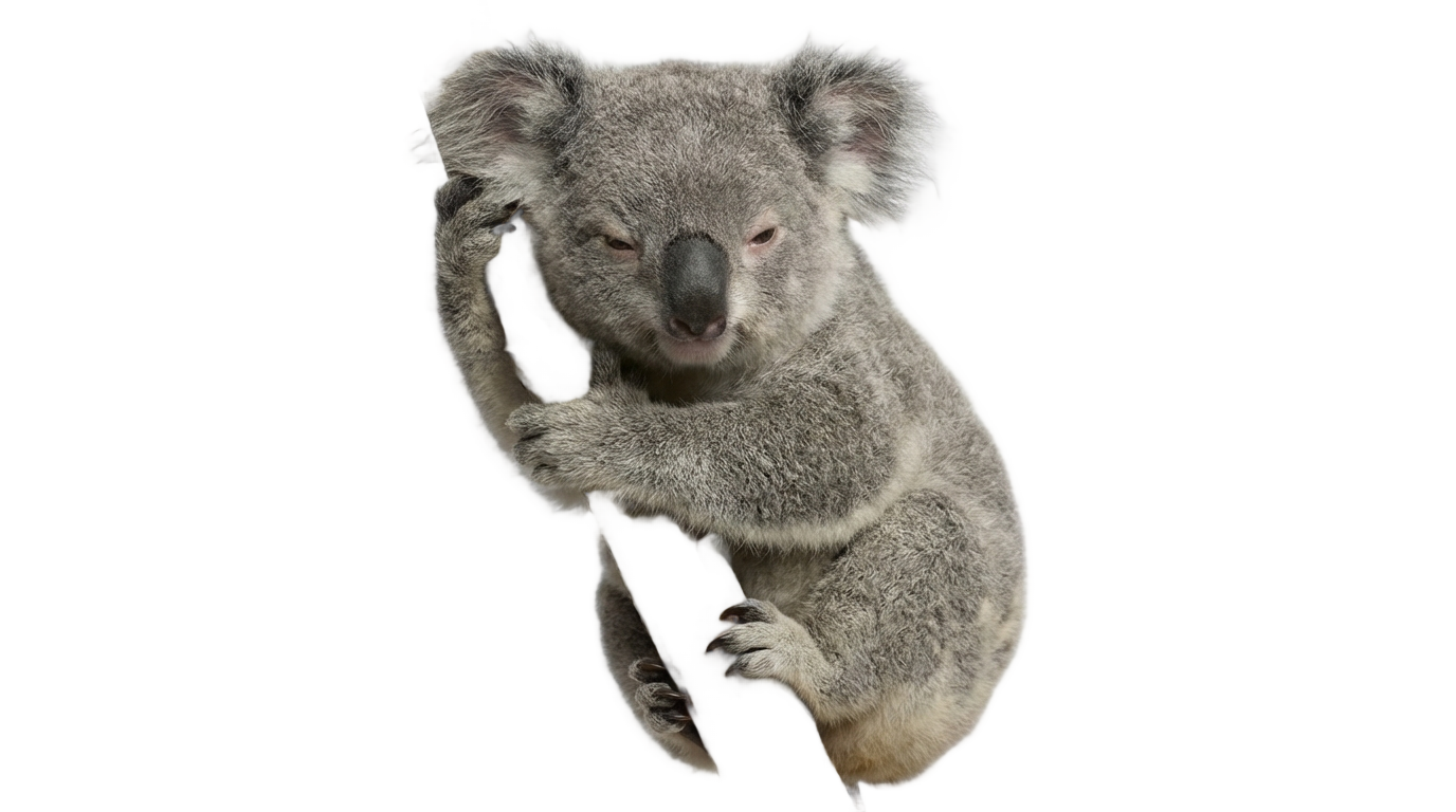 koala png tumblr PNG transparent background