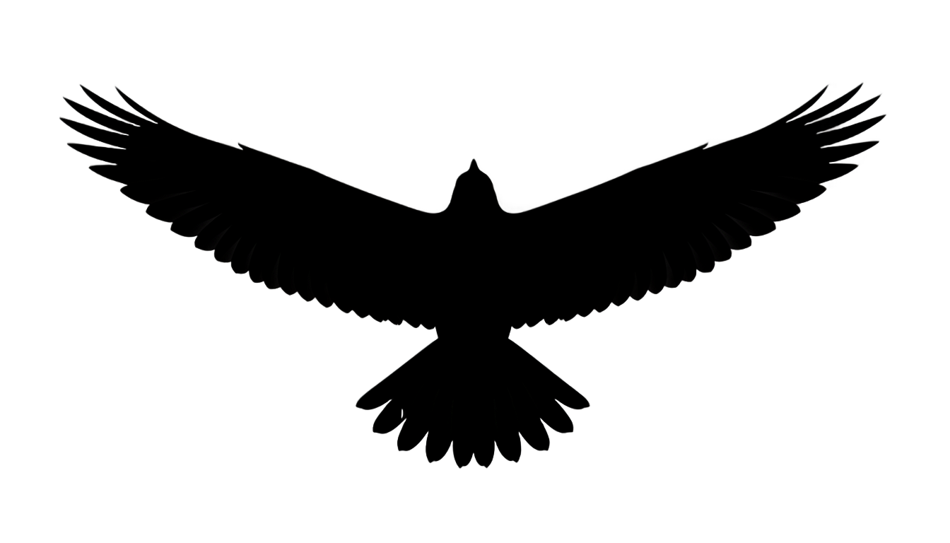 bird flying silhouette png PNG transparent background