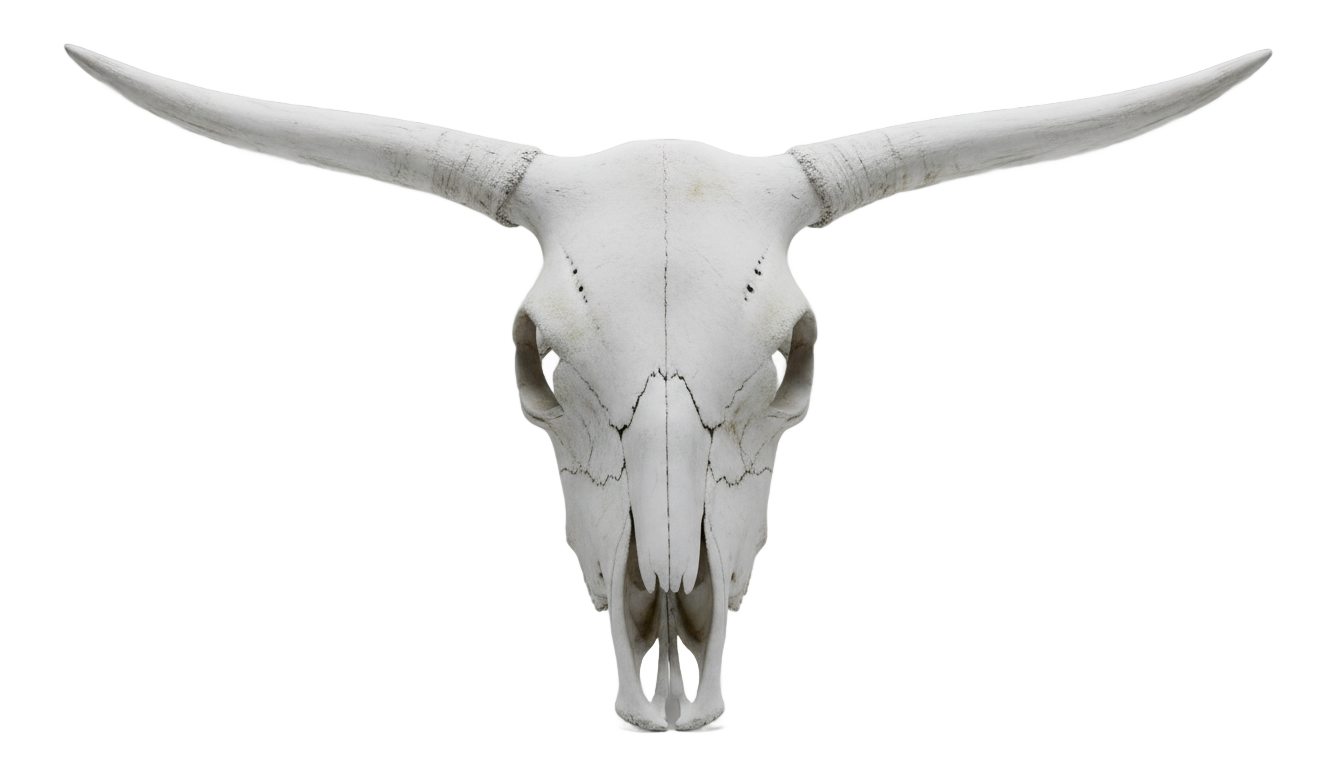 cow skull png PNG transparent background