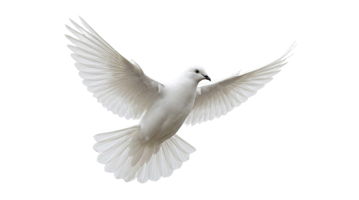 dove bird vector png PNG transparent background